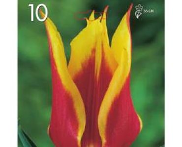 лале Lilyflowering Aladdin 1 оп (10 луковици)